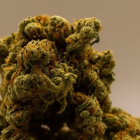 Amnesia haze cbd buds closeup