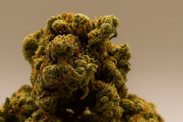 Amnesia haze cbd buds closeup