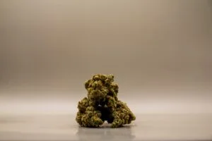 CBD Buds | Amnesia Haze