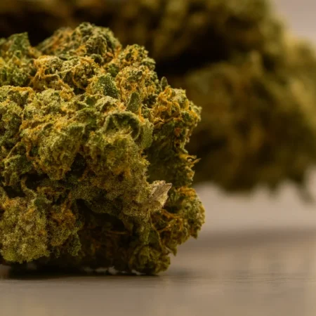 Watermelon skittles cbd buds closeup