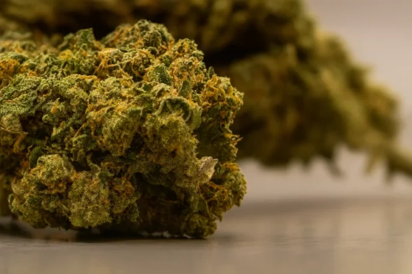 Watermelon skittles cbd buds closeup