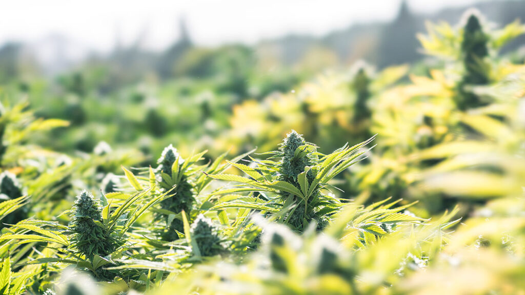 CBD buds, kapslar, gummies och olja till billiga priser i Sverige