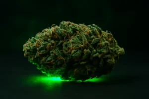 Silver Haze cannabis info - lär dig allt om strainen