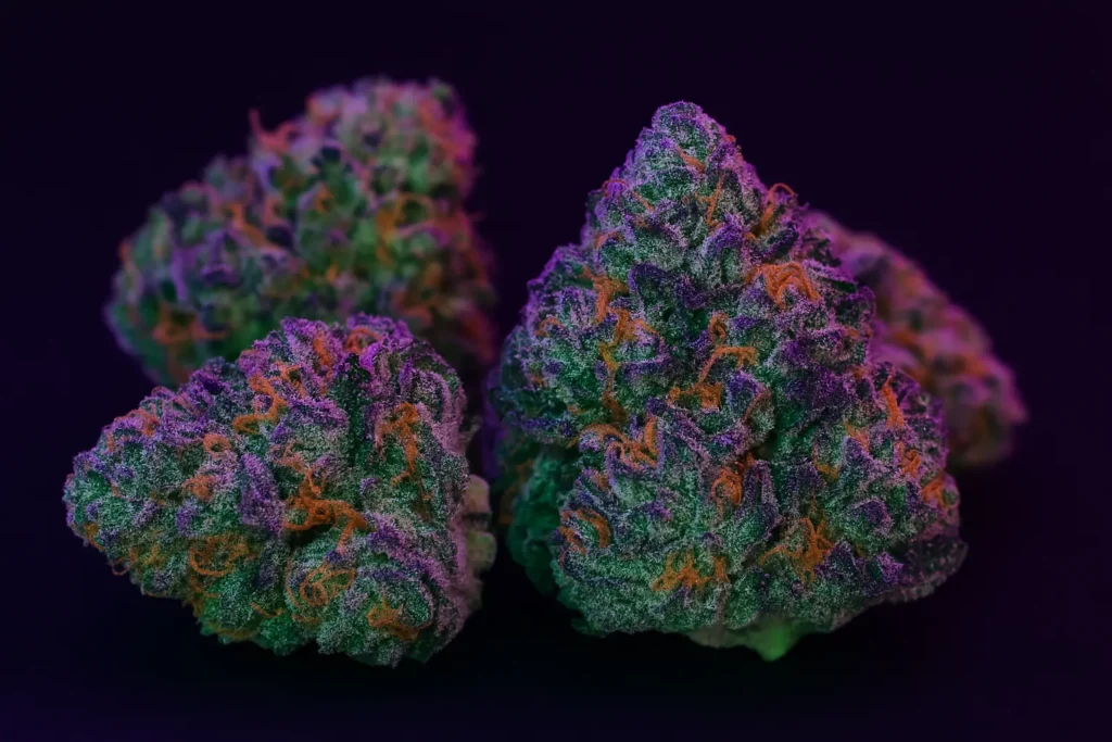 Gelato cannabis strain. Allt du behöver veta om klassikern