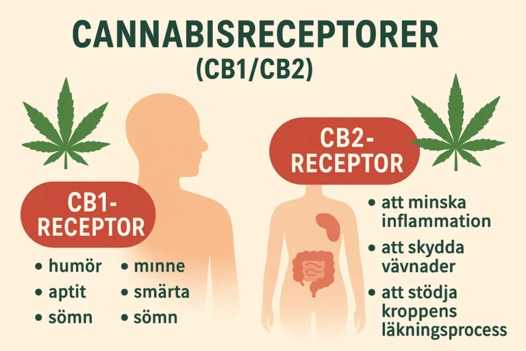 Diagram som visar cannabisreceptorerna CB1 och CB2 i kroppen. CB1 påverkar hjärna och nerver, CB2 påverkar immunförsvaret.