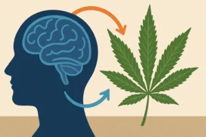 CBN och hjärnan - motverka stress