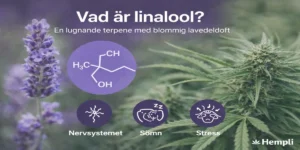 Illustration av linalool – en lugnande terpene från cannabis och lavendel som påverkar nervsystem, sömn och stress