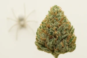 White Widow-bud i fokus med en suddig vit spindel i bakgrunden på en ljus, minimalistisk bakgrund.