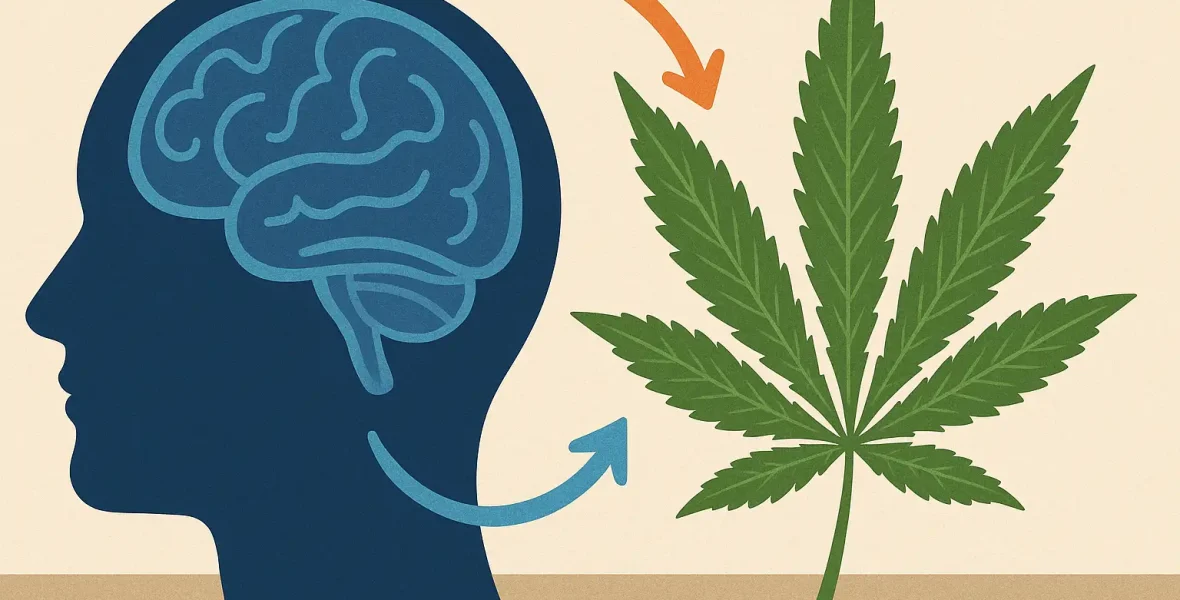 CBN och hjärnan - motverka stress