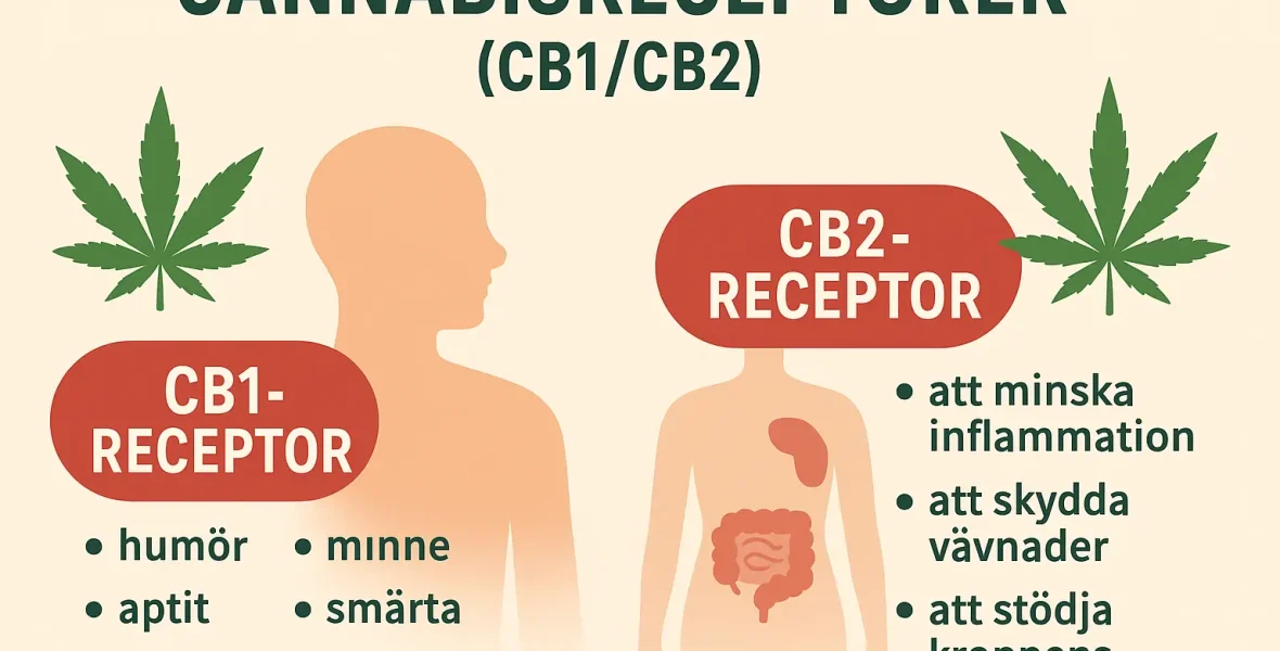 cannabisreceptorer_cb1_cb2 Diagram som visar cannabisreceptorerna CB1 och CB2 i kroppen. CB1 påverkar hjärna och nerver, CB2 påverkar immunförsvaret.